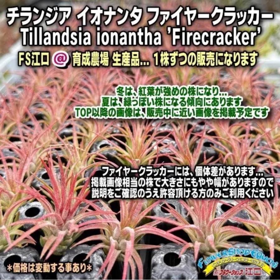 中*Tillandsia生産農場参考画像販売*(約)φ4×4cm前後1株 中*Tillandsia生産農場参考画像販売*(約)φ4×4cm前後1株