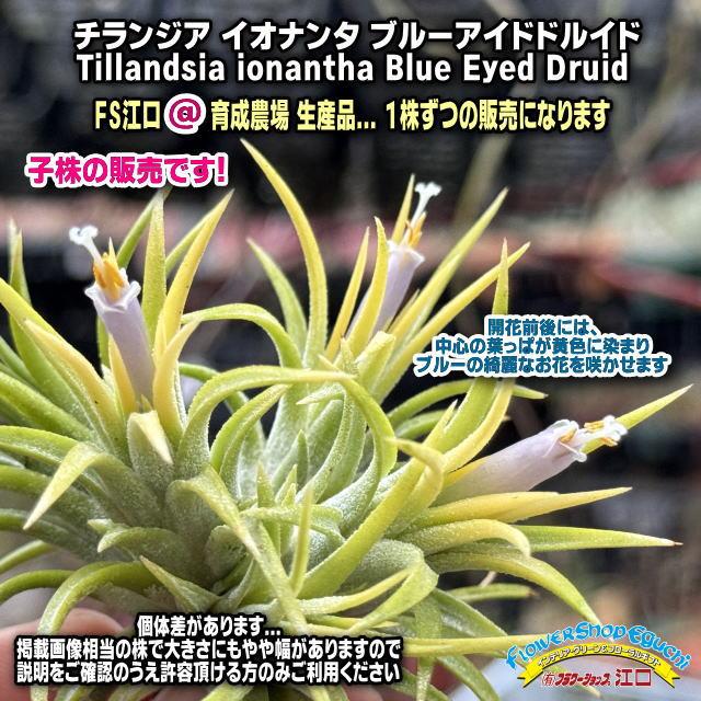 大*Tillandsia生産農場参考画像販売*約φ4-5×5-6cm前後子株1株 大*Tillandsia生産農場参考画像販売*約φ4-5×5-6cm前後子株1株