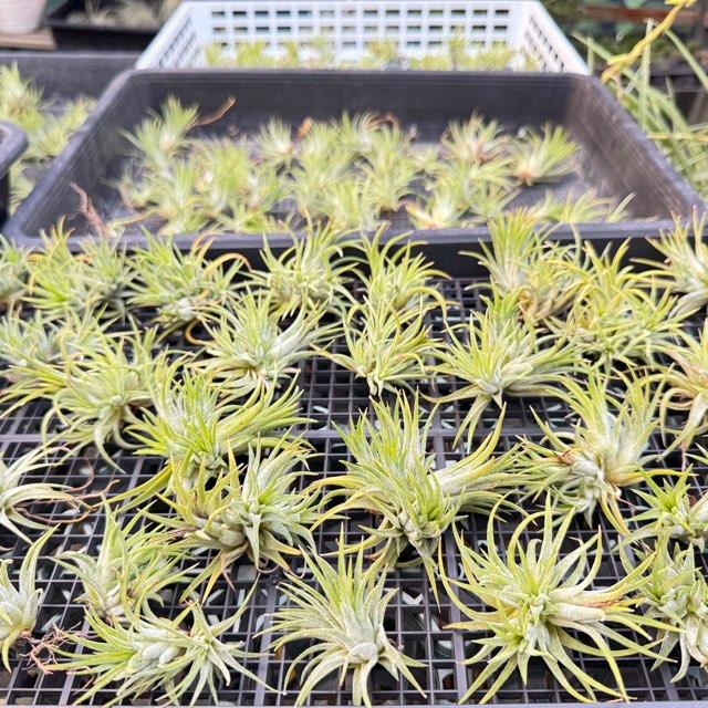 大＊Tillandsia生産農場参考画像販売＊約φ4-5×5-6cm前後子株1株