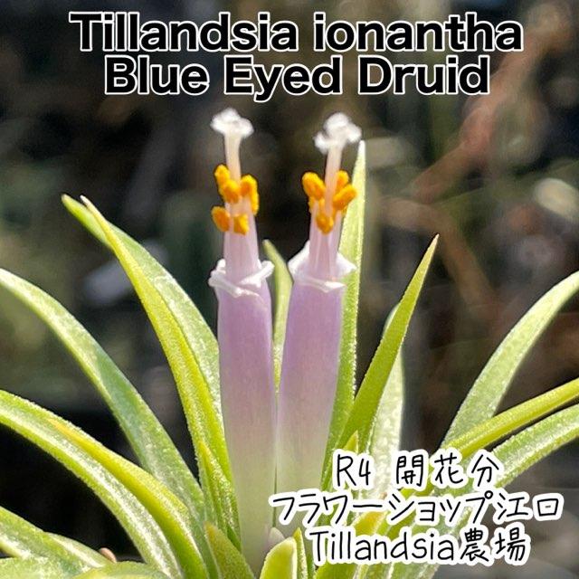 大*Tillandsia生産農場参考画像販売*約φ4-5×5-6cm前後子株1株 大*Tillandsia生産農場参考画像販売*約φ4-5×5-6cm前後子株1株
