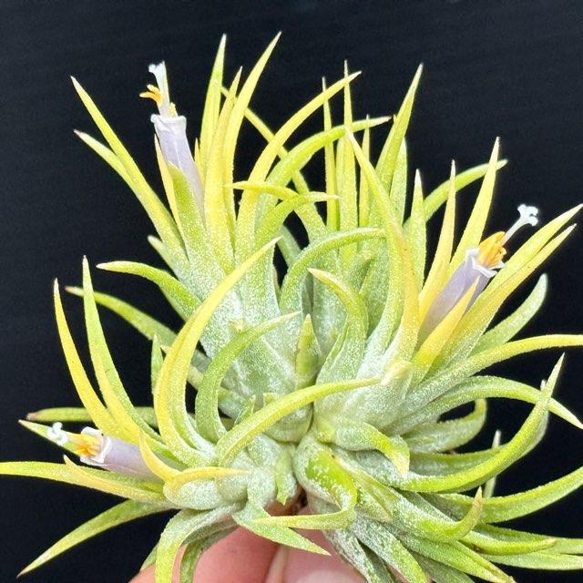 大＊Tillandsia生産農場参考画像販売＊約φ4-5×5-6cm前後子株1株