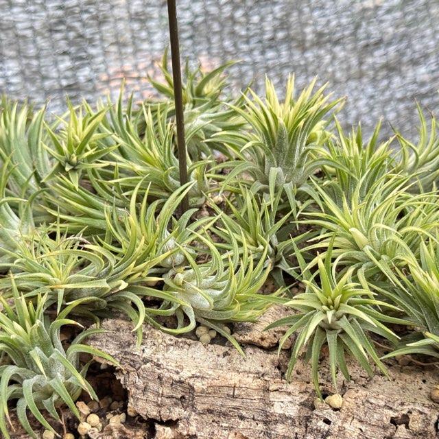 中＊Tillandsia生産農場参考画像販売＊約φ3.5-4×3.5-4cm前後1株
