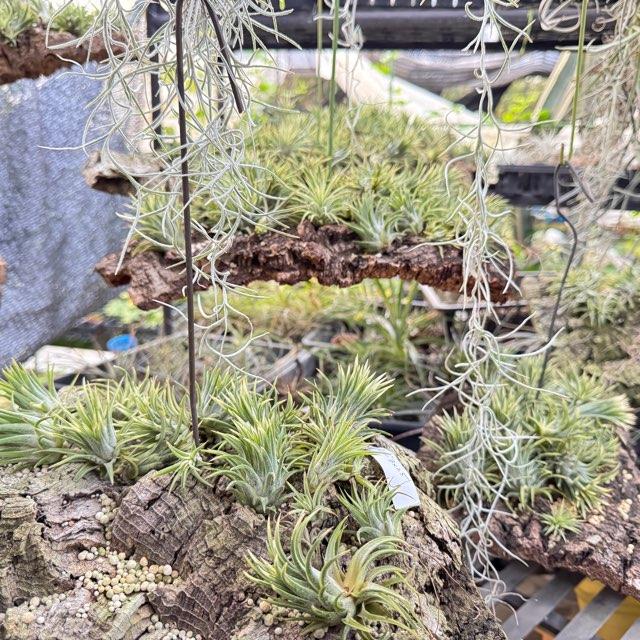 中*Tillandsia生産農場参考画像販売*約φ3.5-4×3.5-4cm前後1株 中*Tillandsia生産農場参考画像販売*約φ3.5-4×3.5-4cm前後1株
