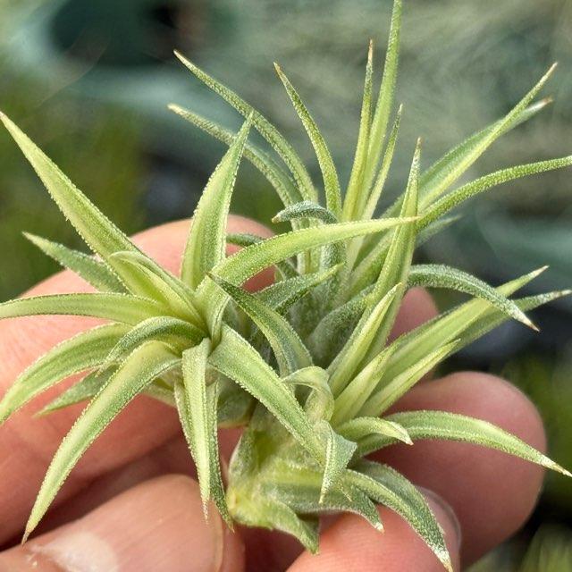 中＊Tillandsia生産農場参考画像販売＊約φ3.5-4×3.5-4cm前後1株