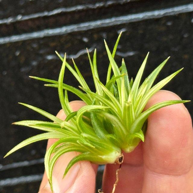 中＊Tillandsia生産農場参考画像販売＊約φ3.5-4×3.5-4cm前後1株