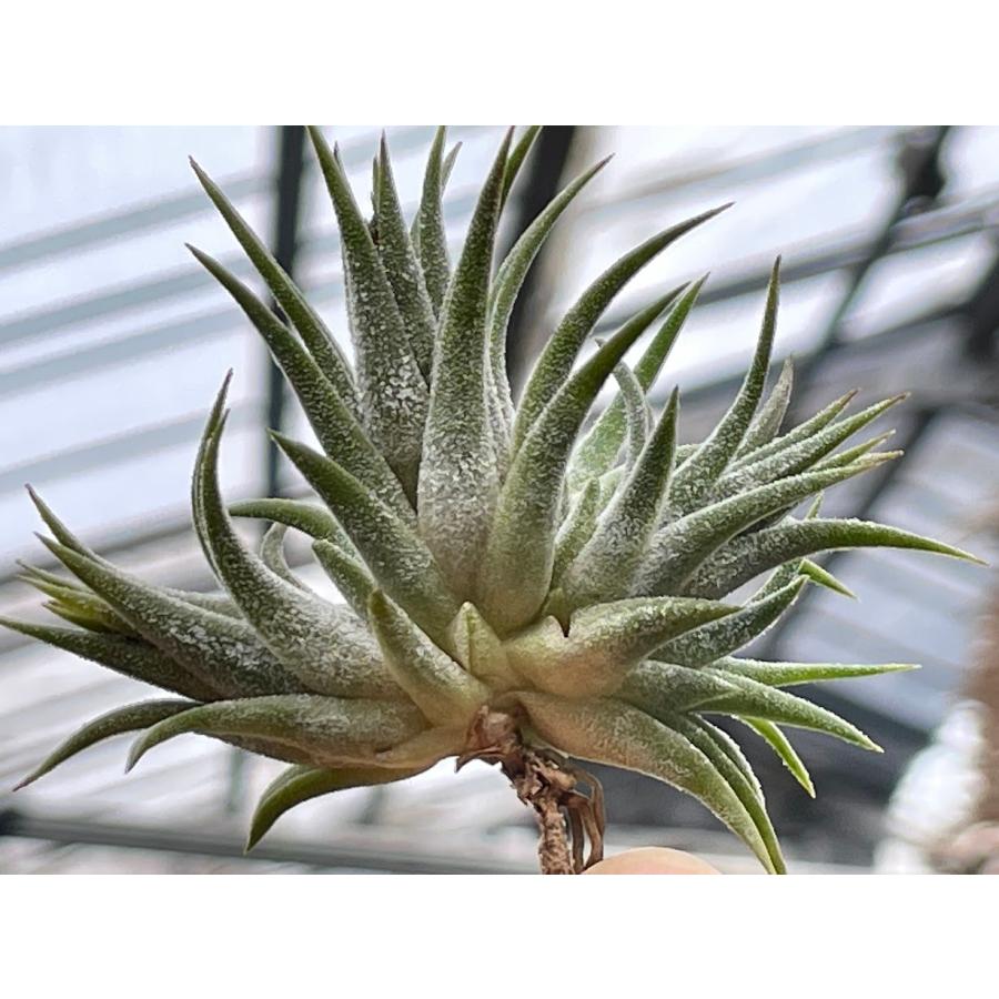 現品販売]Tillandsia ionantha Enano(チランジア/エアプランツ