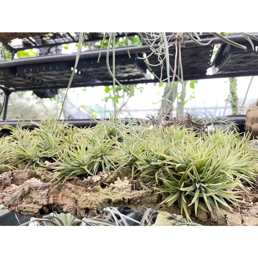 現品販売]Tillandsia ionantha 'Albomarginata'(エアプランツ