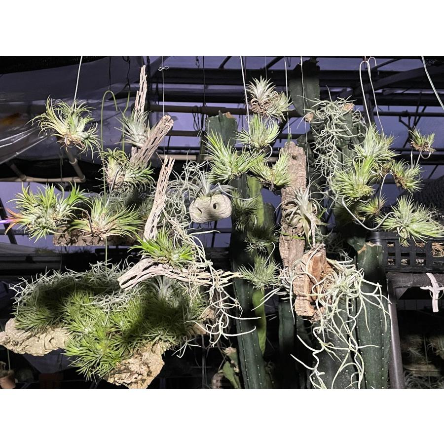現品販売]Tillandsia ionantha 'Albomarginata'(エアプランツ