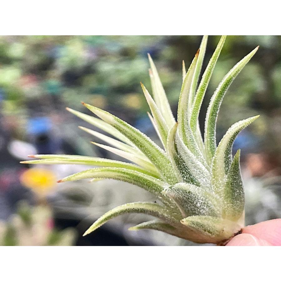 現品販売]Tillandsia ionantha 'Albomarginata'(エアプランツ