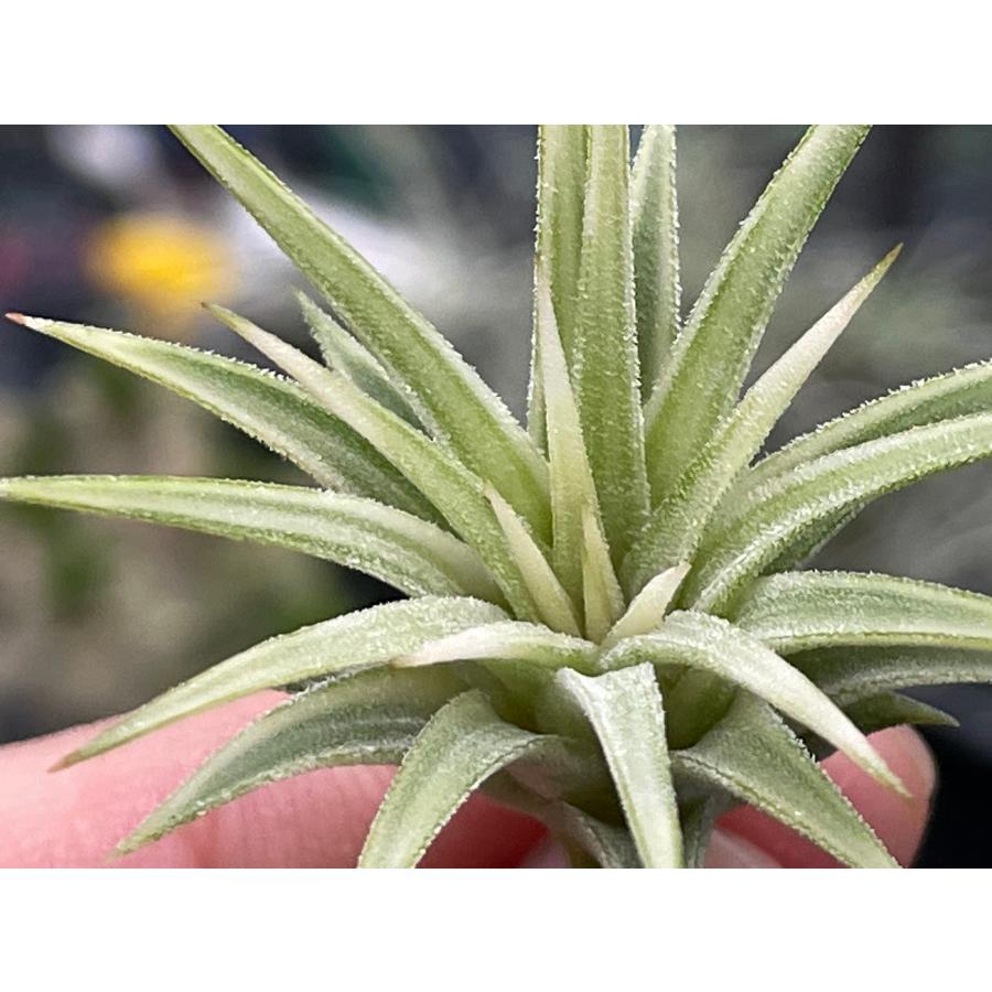 現品販売]Tillandsia ionantha 'Albomarginata'(エアプランツ