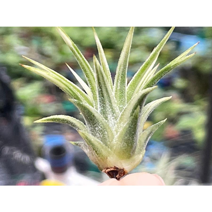 現品販売]Tillandsia ionantha 'Albomarginata'(エアプランツ