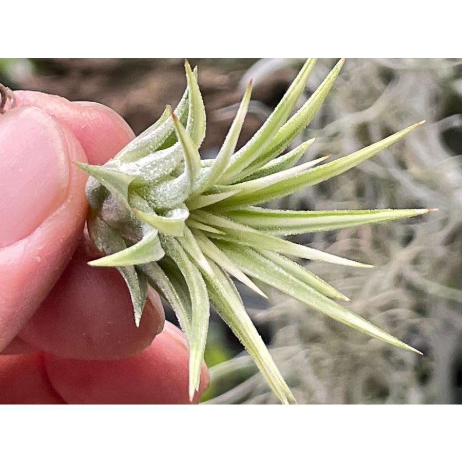 現品販売]Tillandsia ionantha 'Albomarginata'(エアプランツ