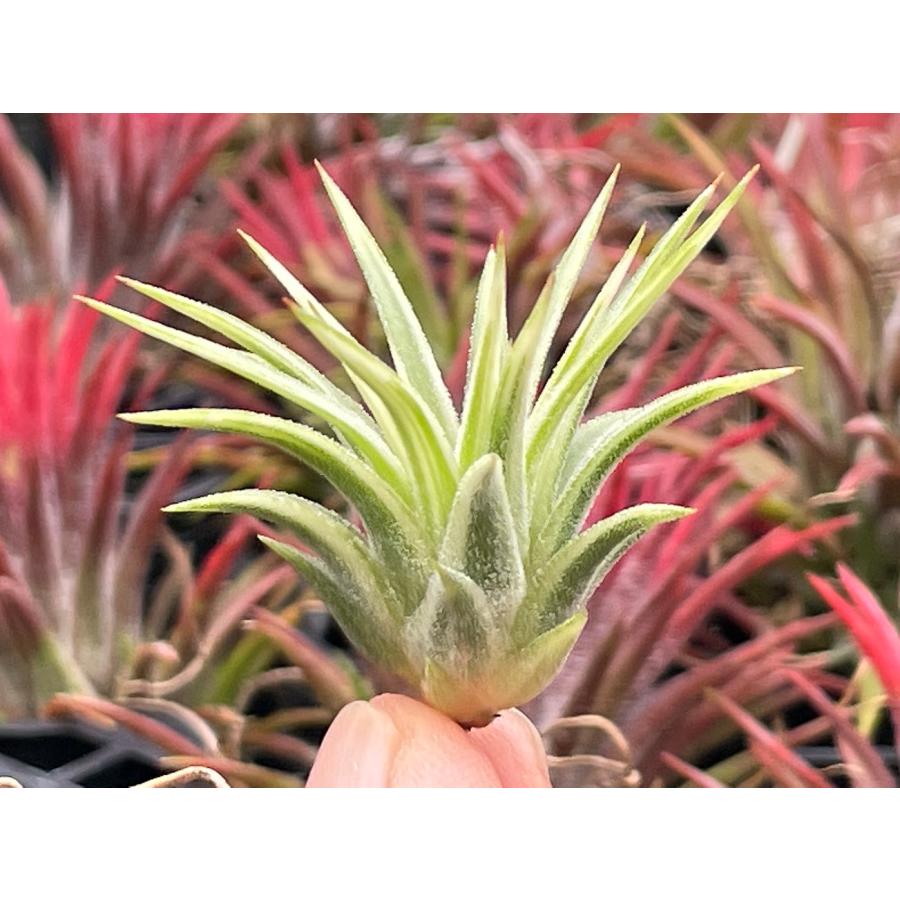現品販売]Tillandsia ionantha 'Albomarginata'(エアプランツ