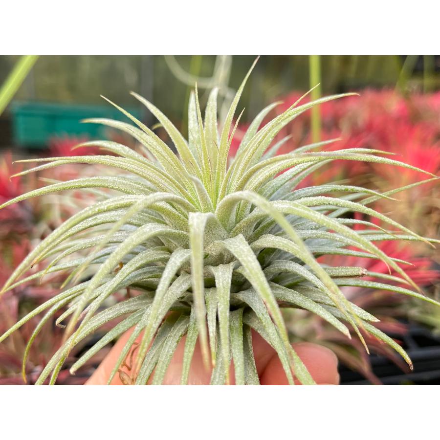 現品販売]Tillandsia ionantha 'Snow Ball'(チランジア/エアプランツ