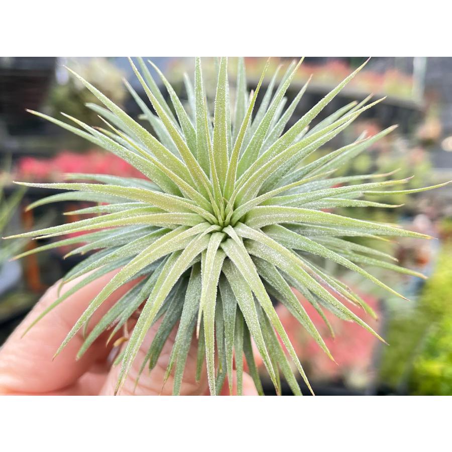 現品販売]Tillandsia ionantha 'Snow Ball'(チランジア/エアプランツ
