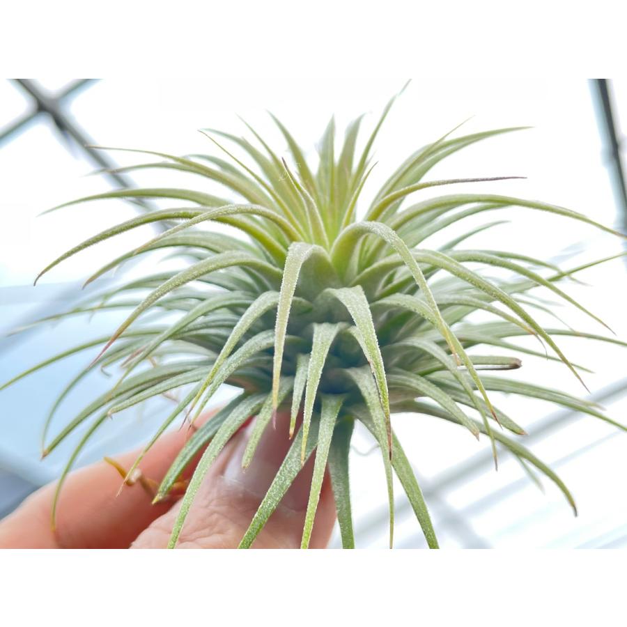 現品販売]Tillandsia ionantha 'Snow Ball'(チランジア/エアプランツ