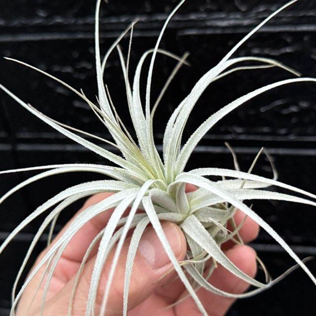チランジア チャペウエンシス エアプランツ 現品販売]チランジア チャペウエンシス Tillandsia chapeuensis