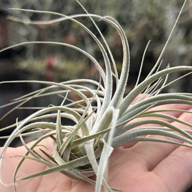 現品販売]チランジア チャペウエンシス Tillandsia chapeuensis ＊(約