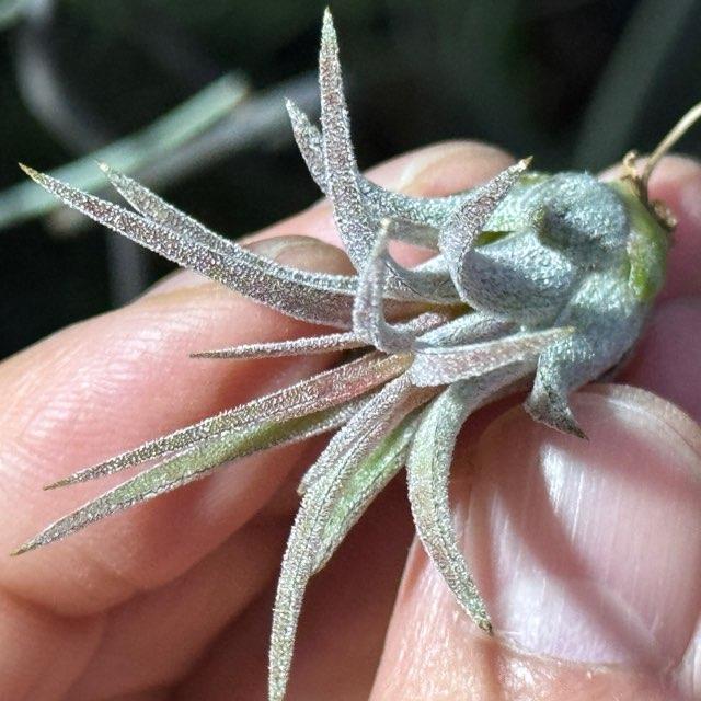 現品販売]チランジア イオナンタ パープルハート Tillandsia ionantha