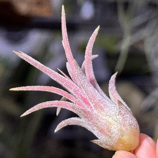 現品販売]チランジア イオナンタ パープルハート Tillandsia ionantha