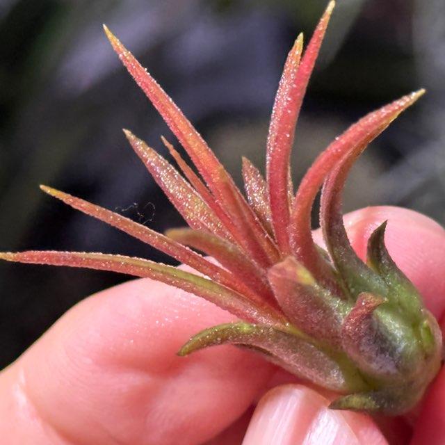 現品販売]チランジア イオナンタ パープルハート Tillandsia ionantha