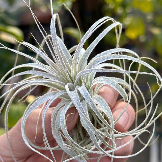 R7/2/19-[現品販売]チランジア チャペウエンシス Tillandsia