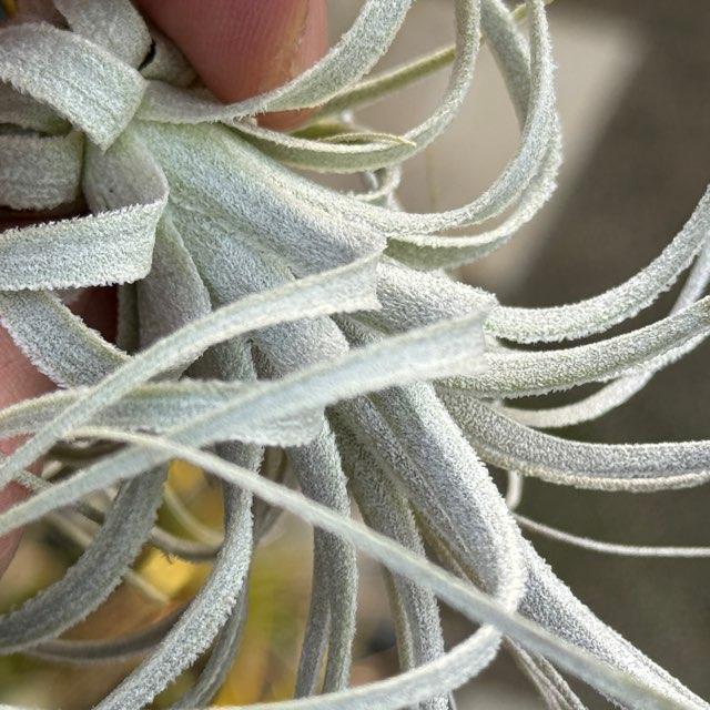 R7/2/19-[現品販売]チランジア チャペウエンシス Tillandsia