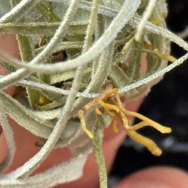 Tillandsia chapeuensis【7/17☆6枚目写真追加】最終値下 Tillandsia