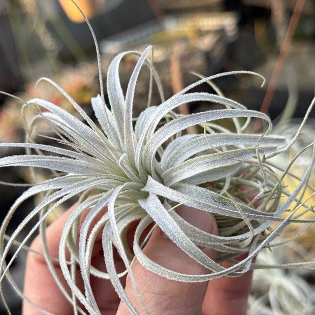 Tillandsia chapeuensis【7/17☆6枚目写真追加】最終値下 Tillandsia