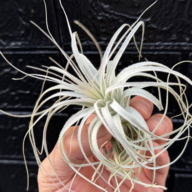 R7/2/19-[現品販売]チランジア チャペウエンシス Tillandsia