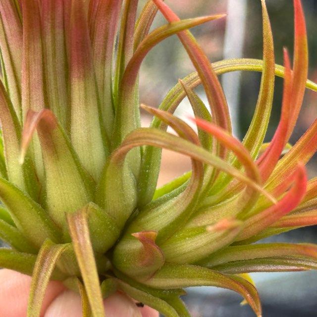 R7/2/24-[現品販売]ツイン株＊チランジア イオナンタ ヴァリエガータ