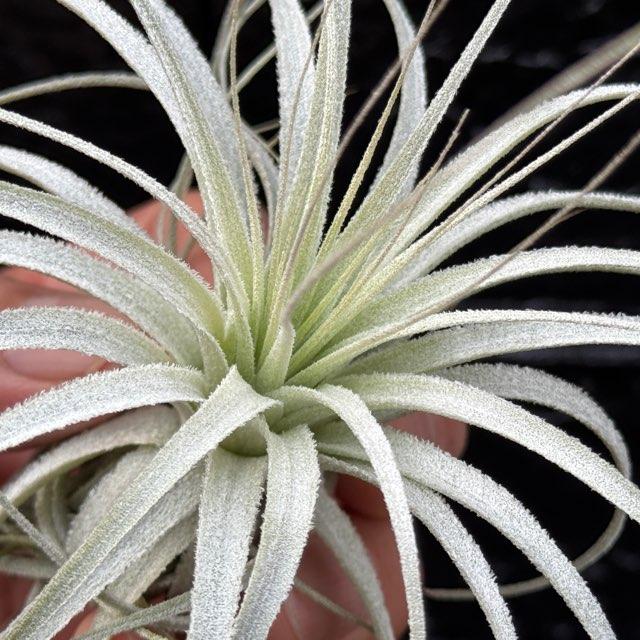 R7/3/06-[現品販売]チランジア チャペウエンシス Tillandsia