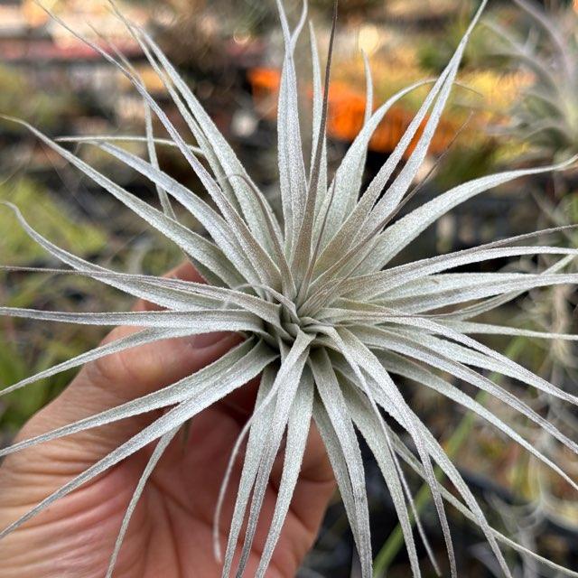 R7/4/29-[現品販売]チランジア チャペウエンシス Tillandsia