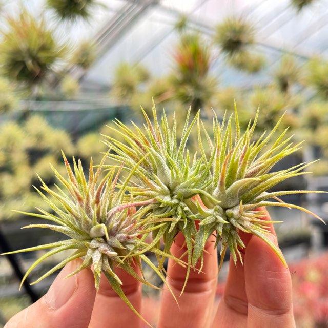 大＊株元に待機芽複数＊Tillandsia生産農場参考画像販売＊(約)φ5-6×H4