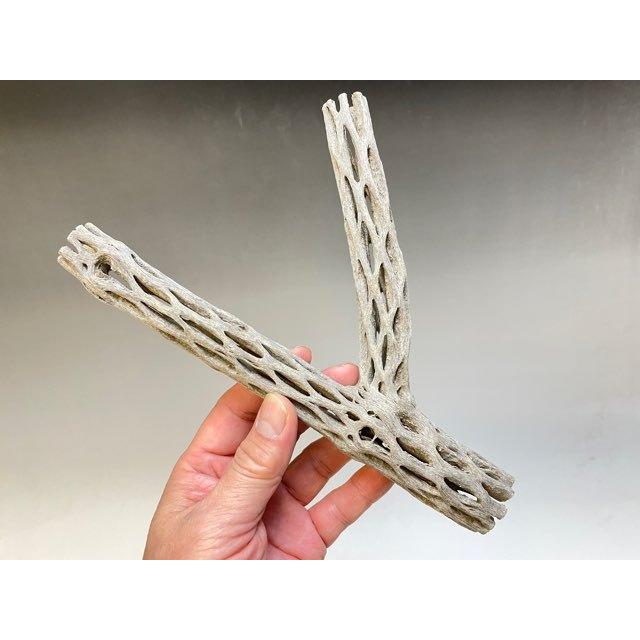 YDW　カクタス　スケルトン　パーチ　小さめ　No.368、370、371 送料無料】カクタス スケルトン S (8-10cm) [S1-20] | Pay ID