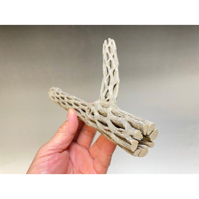 現品販売]カクタススケルトン：Y枝タイプ-No.1-ビカクシダやテラリウム