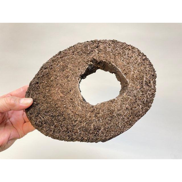 ヘゴ板 現品販売-2]ヘゴ板：スライス状だ円型・輪切り-No.2-ビカクシダや