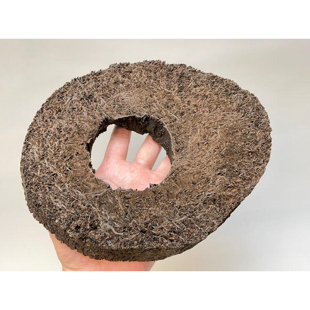 ヘゴ板 91hDWNmfVCL._AC_UF350,