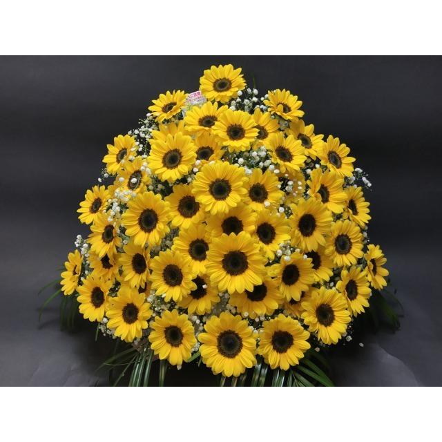 生産直高品質冬のひまわり50本＋かすみ草入 フラワーアレンジメント-特大(生花160規格)(10776円)