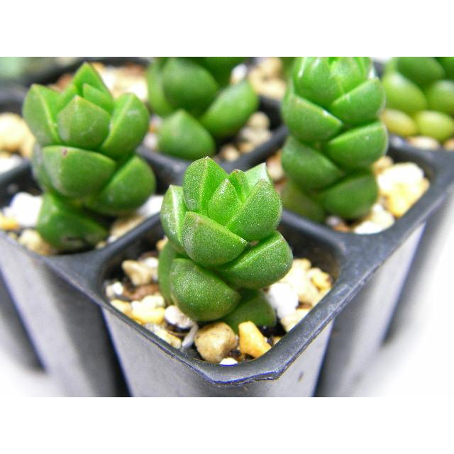 育苗ミニポット:カットセルトレイ-4×4=16穴[植穴:中2.9cm四角]工場分割