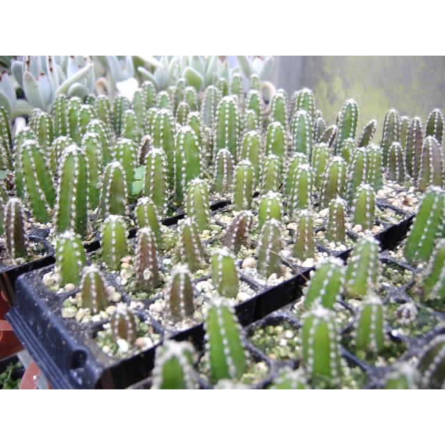 育苗ミニポット:カットセルトレイ-4×4=16穴[植穴:中2.9cm四角]工場分割