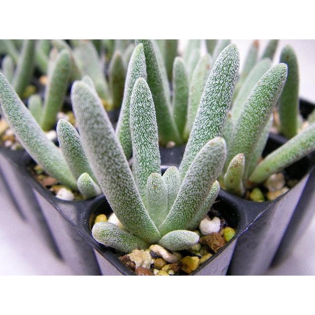 育苗ミニポット:カットセルトレイ-4×4=16穴[植穴:中2.9cm四角]工場分割
