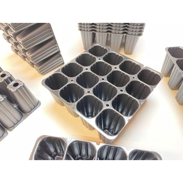 メルカリ便発送‼︎　レイオブライト　変わり斑 4株カット苗 メルカリ便発送‼︎ レイオブライト 変わり斑 4株カット苗 メルカリ便