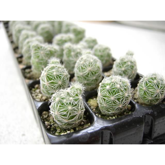 育苗ミニポット:カットセルトレイ-12×4=48穴[植穴:ミニ1.8cm四角]工場