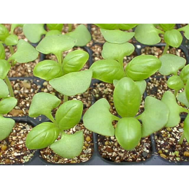 育苗ミニポット:カットセルトレイ-12×4=48穴[植穴:ミニ1.8cm四角 育苗ミニポット:カットセルトレイ-12×4=48穴[植穴:ミニ1.8cm四角