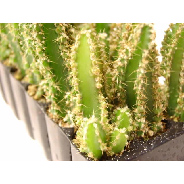 育苗ミニポット:カットセルトレイ-10×5=50穴[植穴:小2.3cm四角]工場