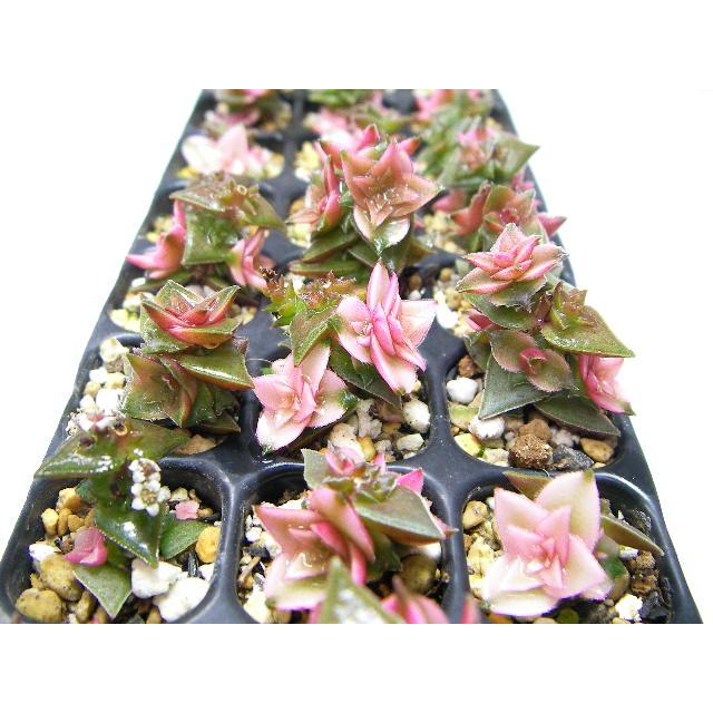 育苗ミニポット:カットセルトレイ-10×5=50穴[植穴:小2.3cm四角]工場