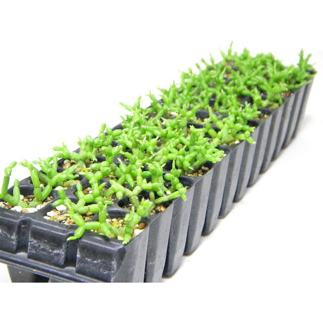 育苗ミニポット:カットセルトレイ-10×5=50穴[植穴:小2.3cm四角]工場