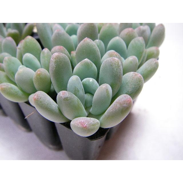 育苗ミニポット:カットセルトレイ-10×5=50穴[植穴:小2.3cm四角]工場
