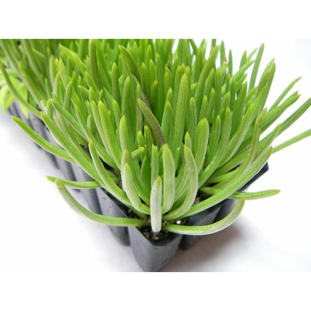 ryu様セット割引【P10】P. Elsa エルサ　ポット苗 ryu様セット割引【P10】P. Elsa エルサ ポット苗 Yahoo